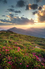 Naklejka na ściany i meble Flowers on the mountain field during sunrise. Beautiful natural landscape in the summer time