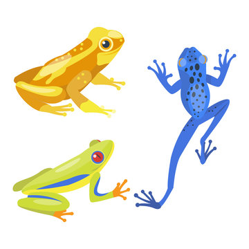 Frog cartoon tropical animal cartoon nature icon funny and isolated mascot character wild funny forest toad amphibian vector illustration.