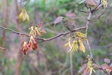 Flower of Siamese Sal, Burma Sal,Thitya. The scientific name is Shorea obtusa Wall. Ex
