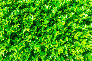 Natural geen leaf of tree wood texture