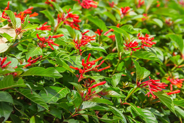 Natural geen leaf of tree wood texture