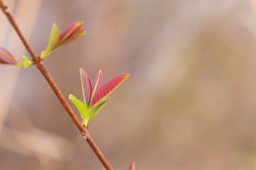 new young green leaf and yellow leaves in spring brunch of tree