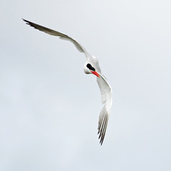 Caspian tern (Hydroprogne caspia)