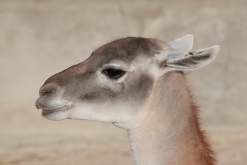 Obraz premium Llama (Lama glama)