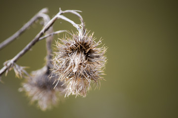Withered thistle in spring 