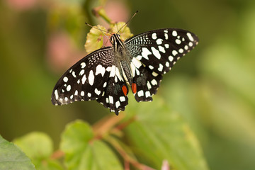 detail of beautiful white dotted butterfly sitting on green leaves in tropical garden greenhouse with blurred background