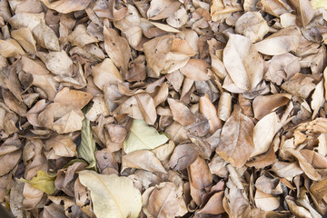 dry leaves.