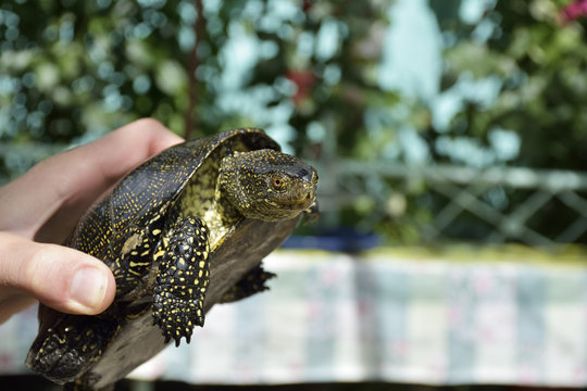 European Pond Terrapin, Emis orbicularis in man hand