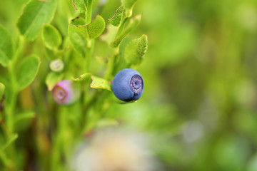 Natural wild huckleberries branch in forest