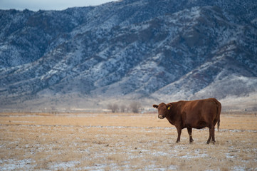 Cows in a meadow Winter Domestic Cattle, Cattle, Dairy Farm, Field, Farm - 141380974