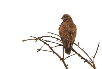Common Buzzard (Buteo buteo)