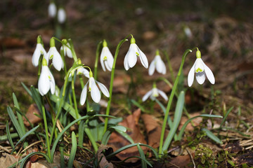 Snowdrops (Galanthus nivalis) in a floodplain forest