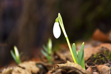 Snowdrop flowers blooming in winter