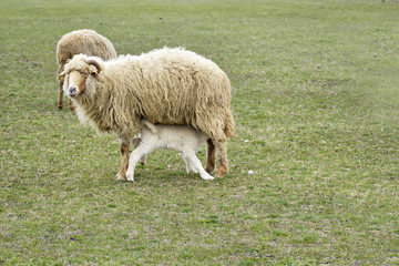 Obraz premium Sheep family