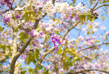 Lagerstroemia loudonii flower tree on blue sky background
