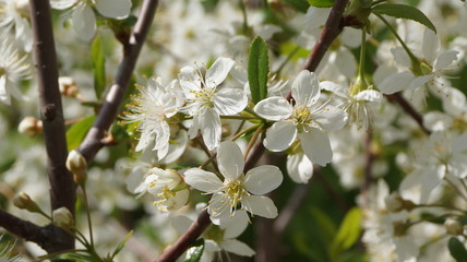 the awakening nature, fruit trees, flowers and other plants