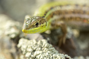Green Lizard (Lacerta viridis)