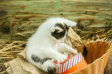 Cute small cat playing with gift box