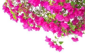Pink bougainvillea flowers with water droplets isolated on white background.