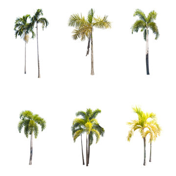 Coconut or palm tree , an asian trees isolate on white background
