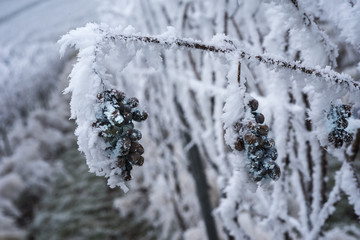 Frozen Ice Wine Grapes in a vineyard near Baden Baden_Baden-Württemberg, Germany