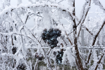 Frozen Ice Wine Grapes in a vineyard near Baden Baden_Baden-Württemberg, Germany