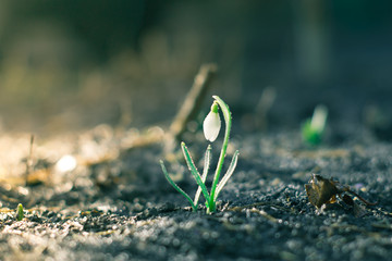 The first flowers of spring snowdrops in the evening forest