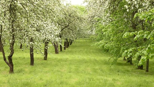 Apple tree alley in the farm. Smooth slider shot. Clean and bright daytime