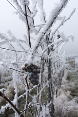 Frozen Ice Wine Grapes in a vineyard near Baden Baden_Baden-Württemberg, Germany