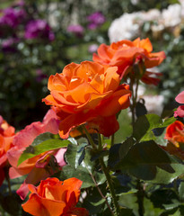 Beautiful roses in the Rose Garden at the Beutig, Blackforest, Baden-Baden, Baden-Württemberg, Germany, Europe