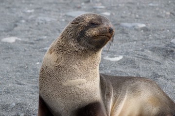 Baby Fur Seal on the beach at gold Harbor in South Georgia, Antarctica