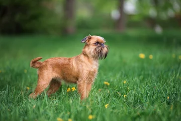 Foto op Plexiglas brussels griffon hond staat buiten in de zomer © otsphoto