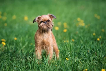 Foto op Plexiglas brussels griffon hond poseren buiten in de zomer © otsphoto