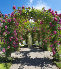 Naklejka premium Rose arches in the Rose Garden at the Beutig, Blackforest, Baden-Baden, Baden-Württemberg, Germany, Europe