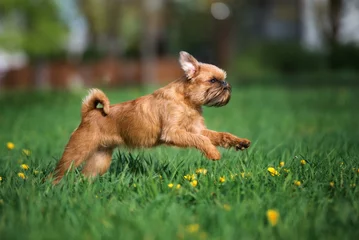 Foto op Plexiglas brussels griffon dog running outdoors in summer © otsphoto