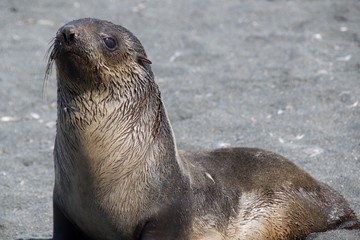 Fototapeta premium Baby Fur Seal on the beach at gold Harbor in South Georgia, Antarctica