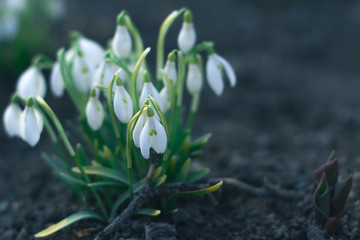 Fototapeta premium The first flowers of spring snowdrops in the evening forest