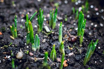 Emerging Daffodil sprouts in early Spring in UK- Nature background 2