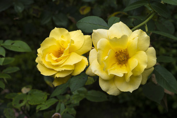 Beautiful roses in the Rose Garden at the Beutig, Blackforest, Baden-Baden, Baden-Württemberg, Germany, Europe