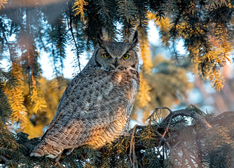 Great Horned Owl