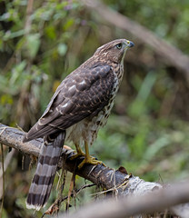 Cooper's Hawk - juvenile