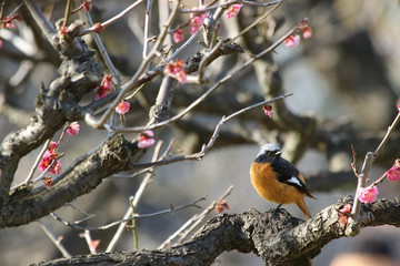 梅とジョウビタキ