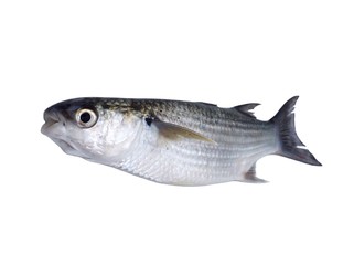 Mullet fish on white background 