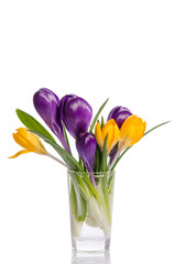 bouquet from crocus flowers in vase isolated on white