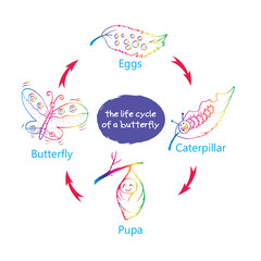 The life cycle of a butterfly