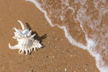 Sea shells with tropical sand as background in Summer beach.vacation travel icon