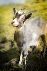 Fototapeta premium Beautiful goat kid outside