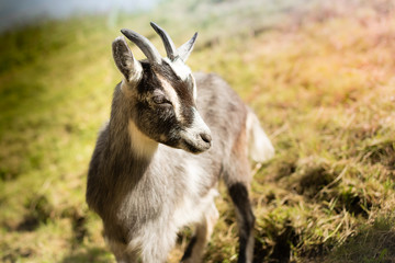 Beautiful goat kid outside