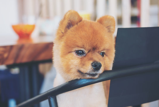A brown pomeranian dog standing on a chair and looking at something in cafe