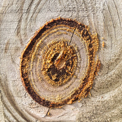 The oval rings of a knot on a fence. The texture of the gum from the wood can be seen around the...